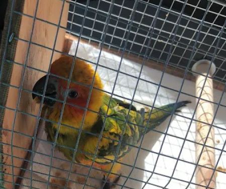 Bird Clinic
