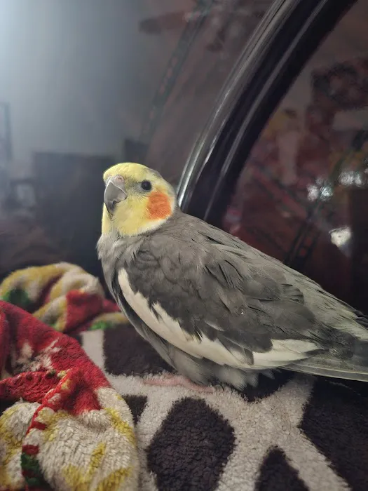 Bird Clinic Picture 2