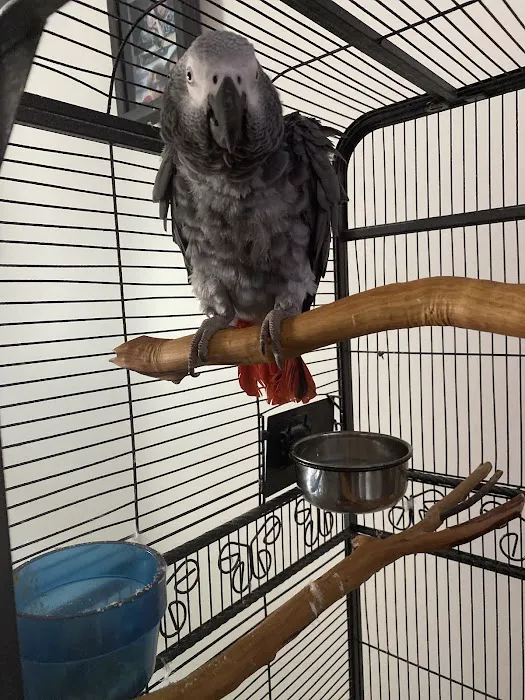 Bird Clinic Picture 3