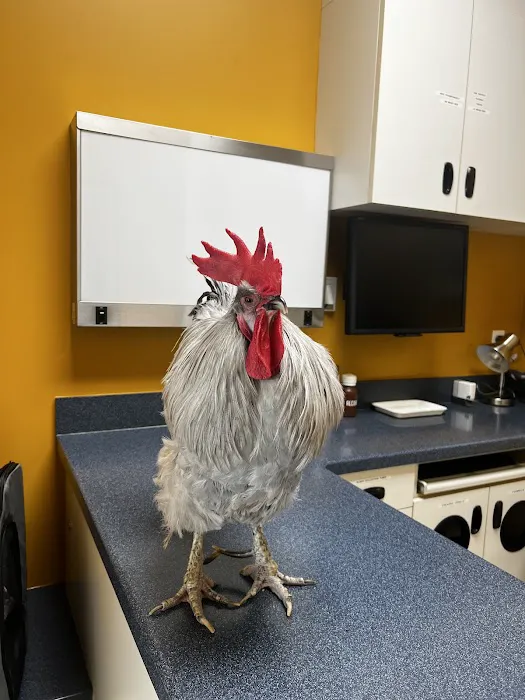Bird Clinic Picture 7