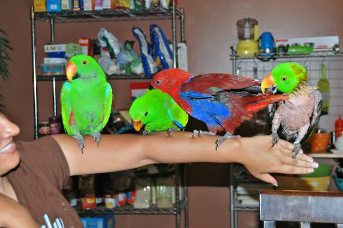 Bird Clinic Picture 4