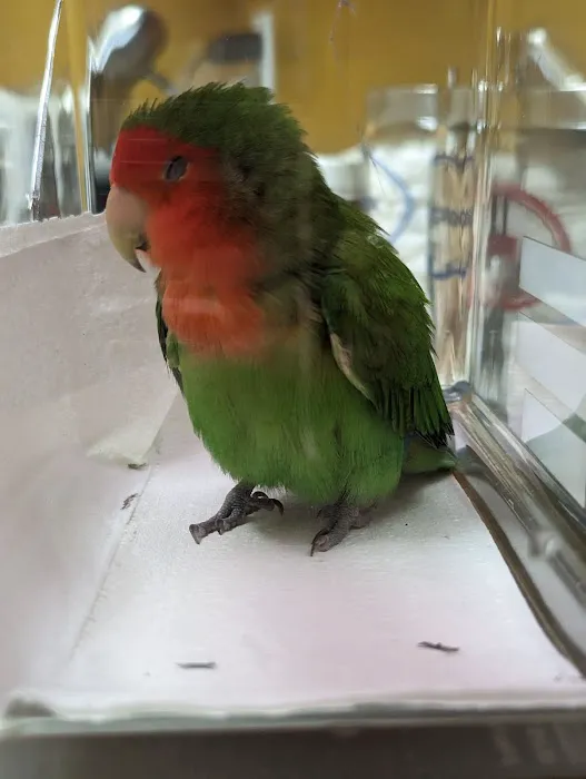 Bird Clinic Picture 6