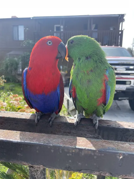 Bird Clinic Picture 8