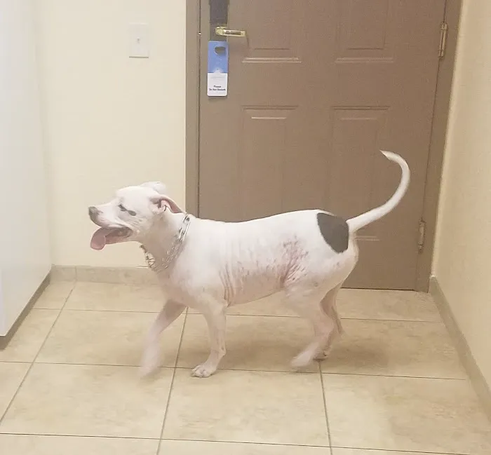 Orange-Tustin Animal Hospital Picture 5