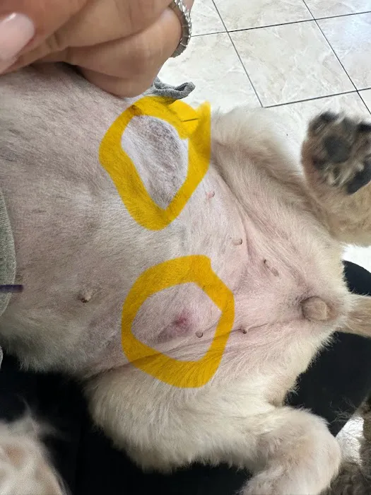 Orange-Tustin Animal Hospital Picture 10