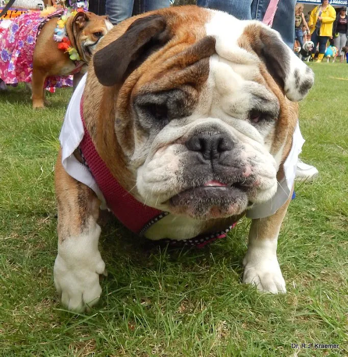 Vet4Bulldog Picture 2
