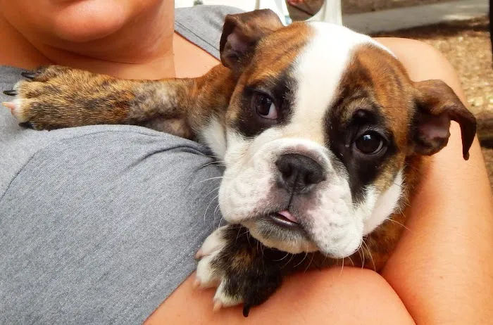 Vet4Bulldog Picture 4