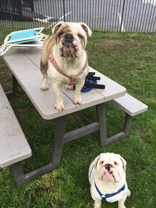 Vet4Bulldog Picture 6
