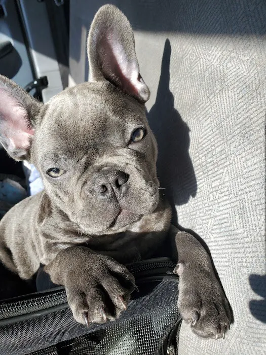 Vet4Bulldog Picture 5
