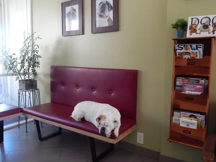 Vet4Bulldog Picture 7