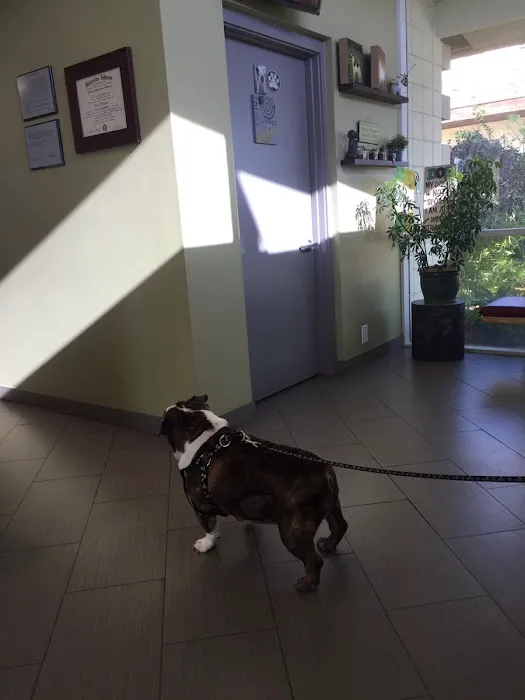Vet4Bulldog Picture 9
