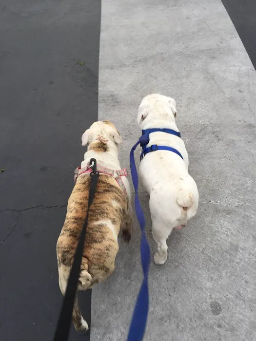 Vet4Bulldog Picture 8