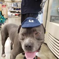 Banfield Pet Hospital ico