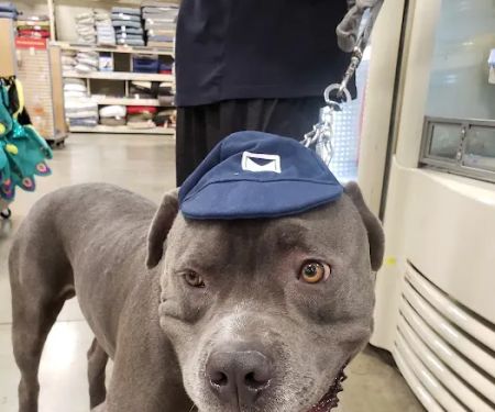 Banfield Pet Hospital