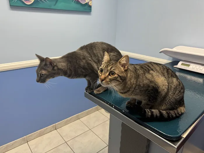 Tustin Santa Ana Vet Hospital Picture 1