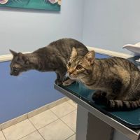 Tustin Santa Ana Vet Hospital ico