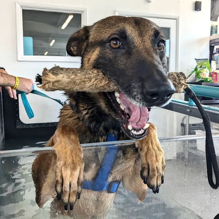 Canine Rehabilitation Of Orange County Picture 3