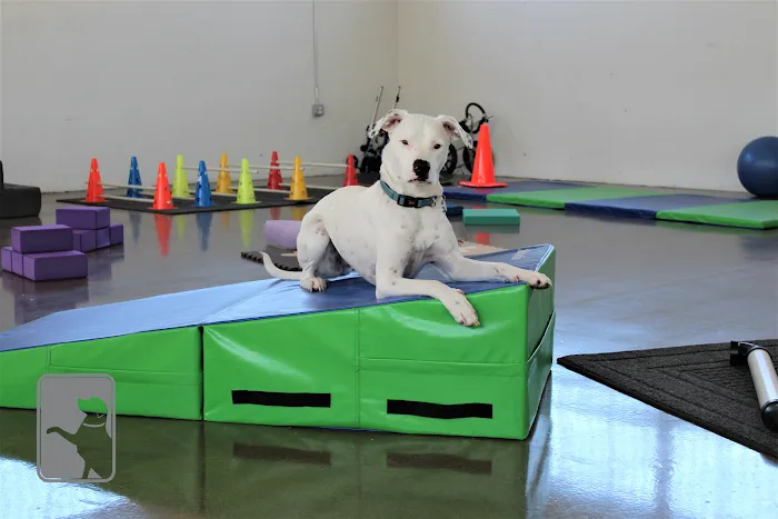 Canine Rehabilitation Of Orange County Picture 6