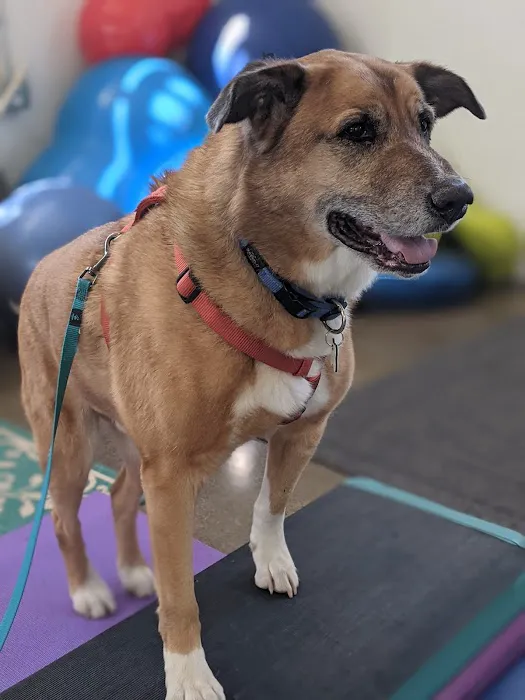 Canine Rehabilitation Of Orange County Picture 7