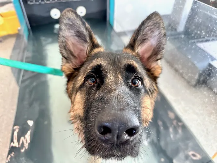 Canine Rehabilitation Of Orange County Picture 8