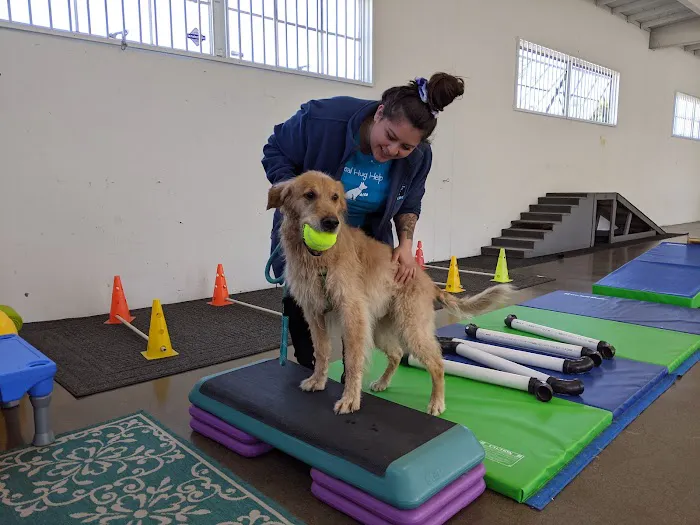 Canine Rehabilitation Of Orange County Picture 10