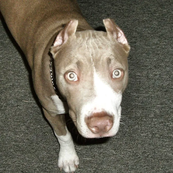 Alton Main Animal Hospital Picture 2