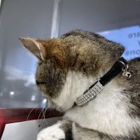 Alton Main Animal Hospital ico