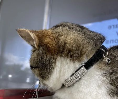Alton Main Animal Hospital