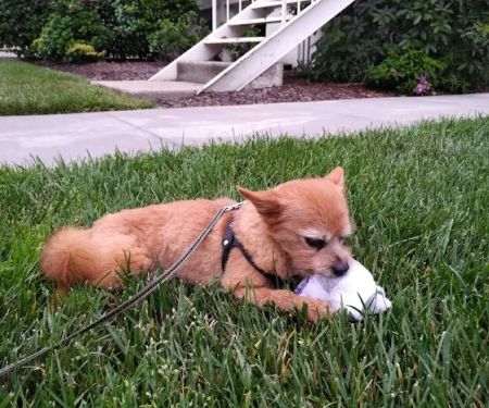 Tustin Care Animal Hospital