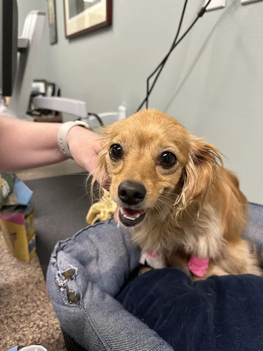 BluePearl Pet Hospital Picture 1
