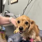 BluePearl Pet Hospital