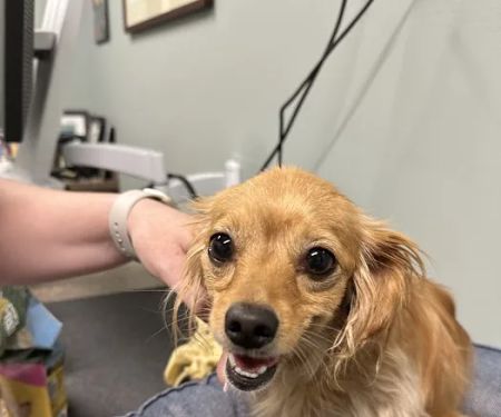 BluePearl Pet Hospital