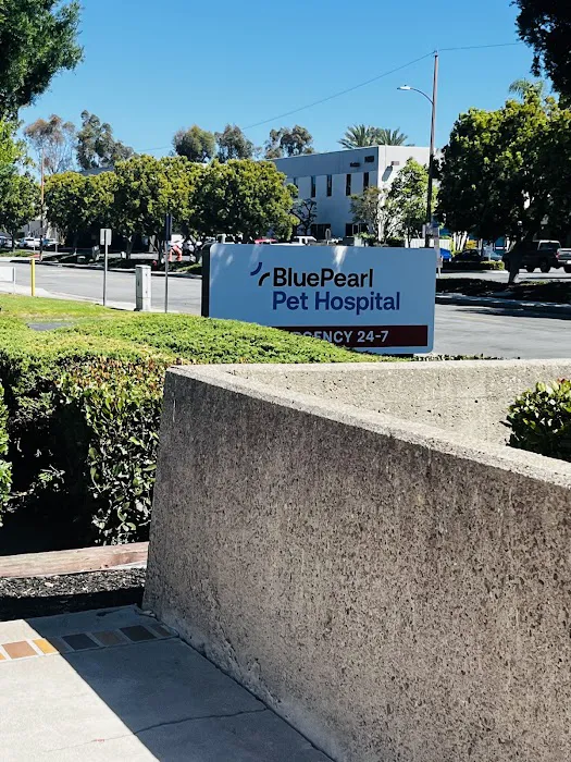 BluePearl Pet Hospital Picture 2