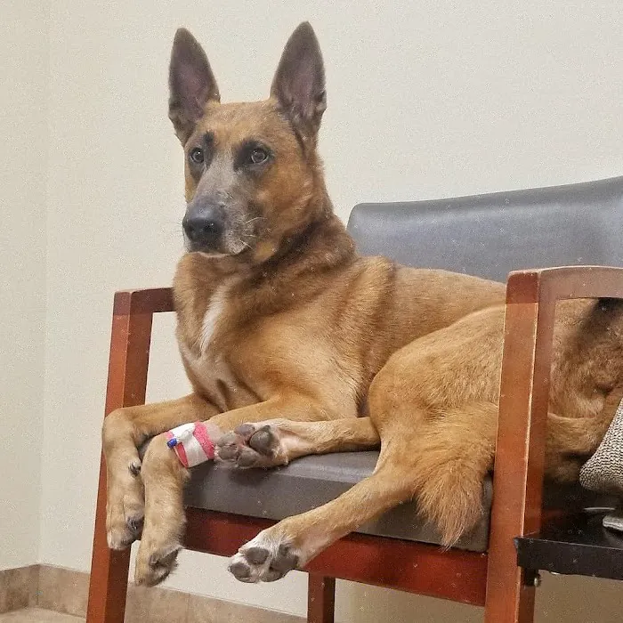 BluePearl Pet Hospital Picture 5