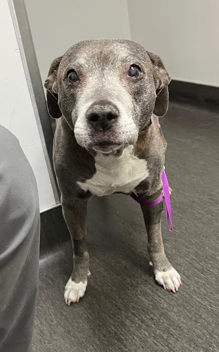 BluePearl Pet Hospital Picture 4