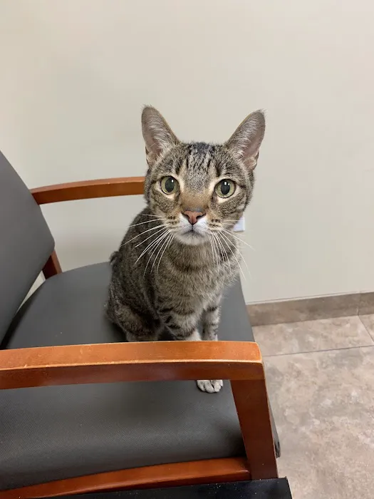 BluePearl Pet Hospital Picture 6