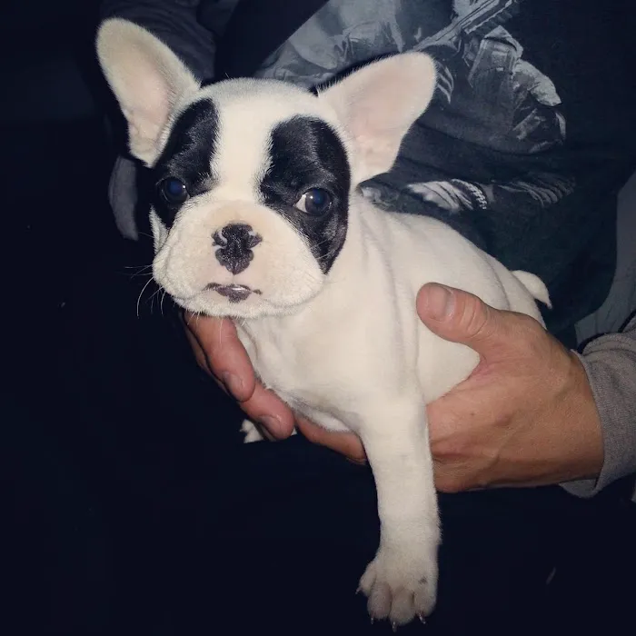 BluePearl Pet Hospital Picture 8
