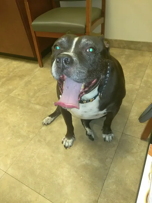 BluePearl Pet Hospital Picture 9