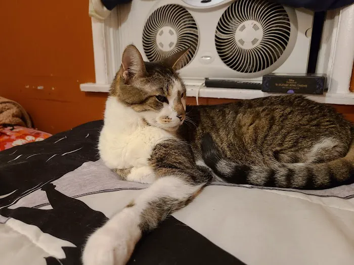 The Cat Care Clinic Picture 2
