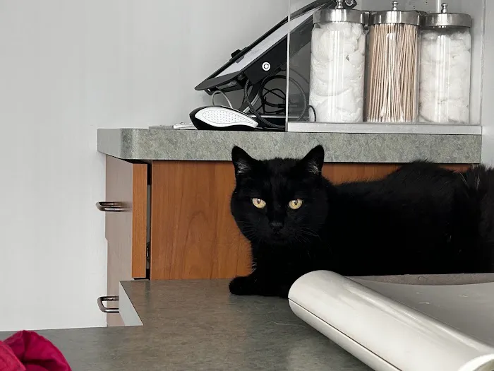 The Cat Care Clinic Picture 1