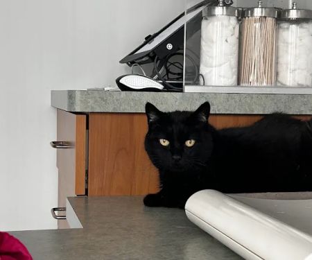 The Cat Care Clinic
