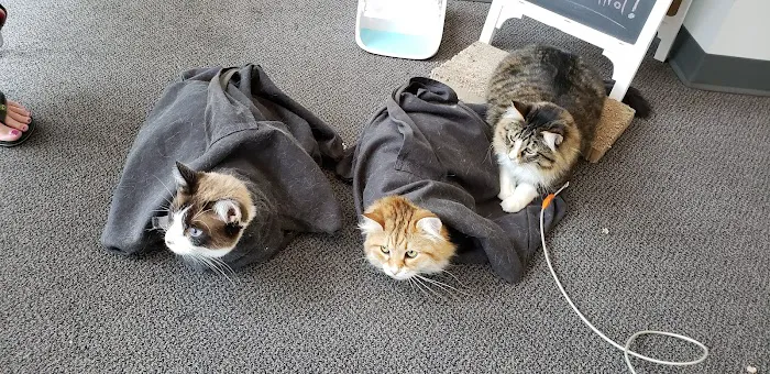 The Cat Care Clinic Picture 4