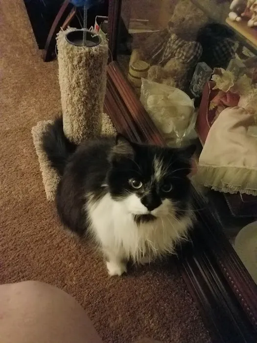 The Cat Care Clinic Picture 7