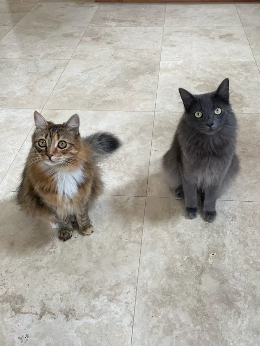 The Cat Care Clinic Picture 8