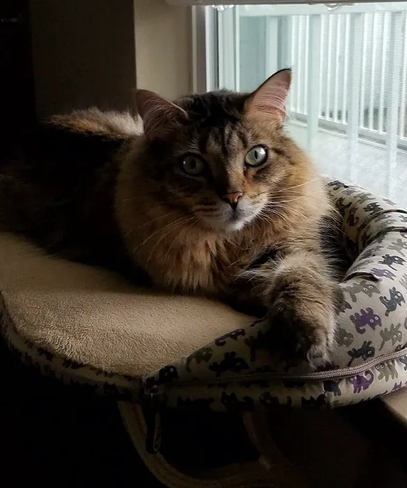 The Cat Care Clinic Picture 9