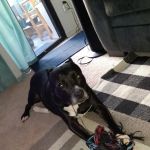 Affordable Animal Hospital of Orange