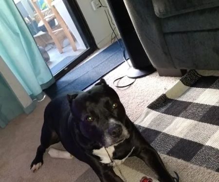 Affordable Animal Hospital of Orange