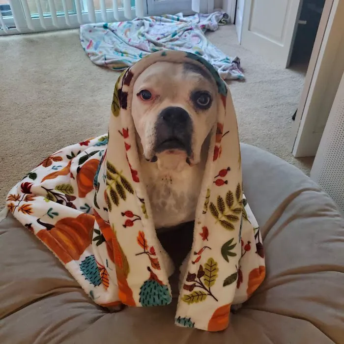 Affordable Animal Hospital of Orange Picture 7
