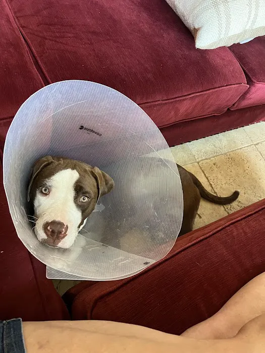 Affordable Animal Hospital of Orange Picture 9