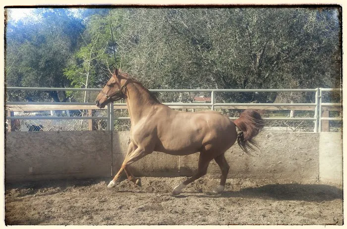Equine Veterinary Associates, Inc. Picture 2